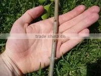 Grafting tool grafting knife garden tool