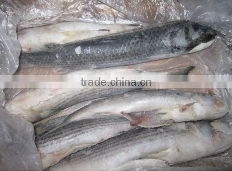 frozen grey mullet with small size