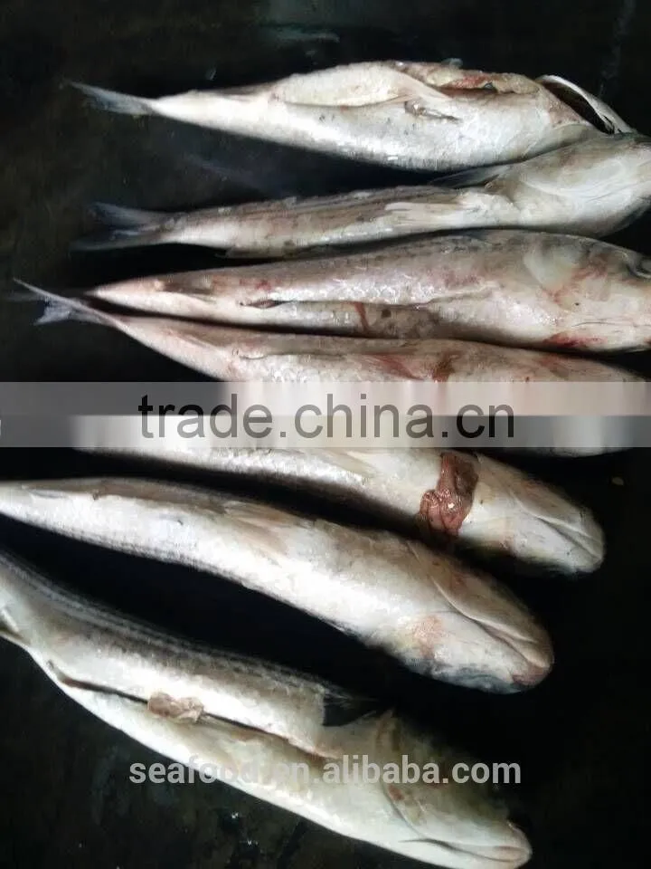 wild frozen grey mullet wr roe off new catch