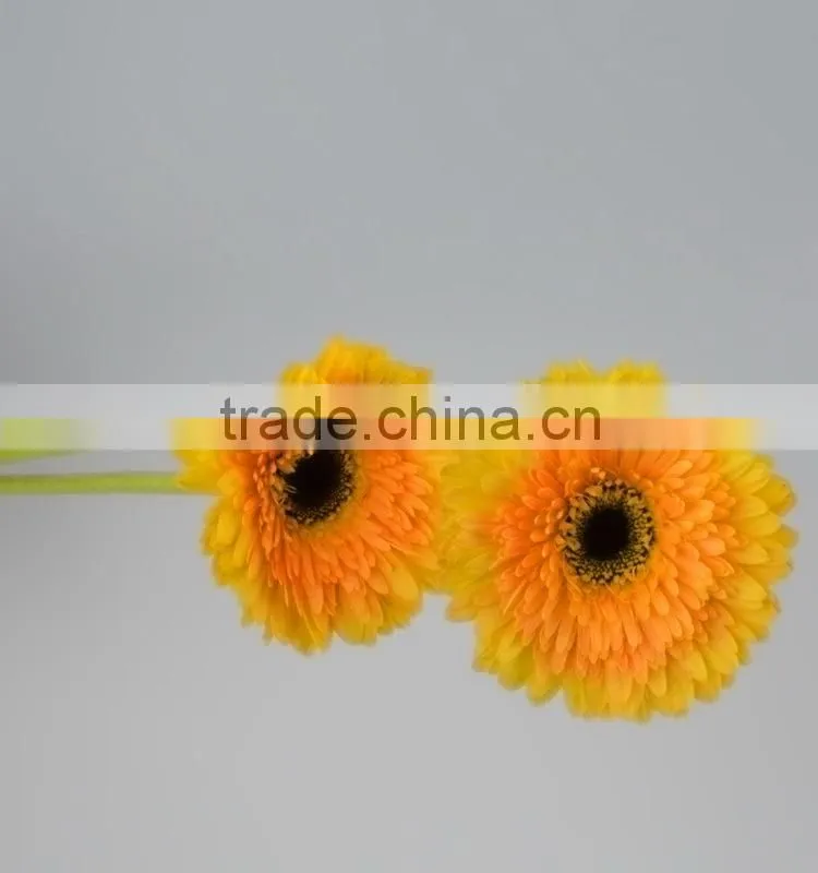 Quality Champagne fresh gerbera plants