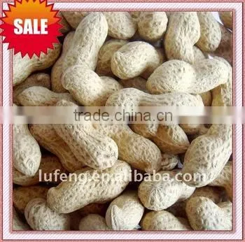 Delicious roasted peanut in shell