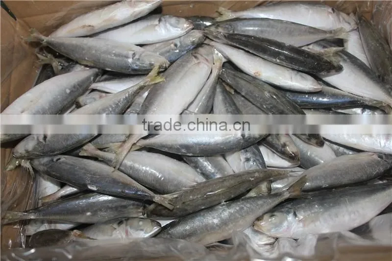 horse mackerel price
