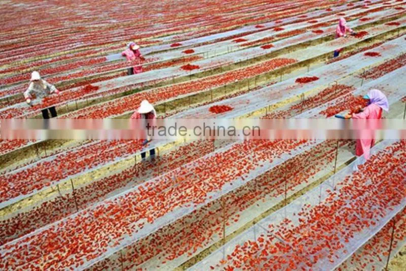 Supply Natural Sun Dried Tomato halves with large quantity