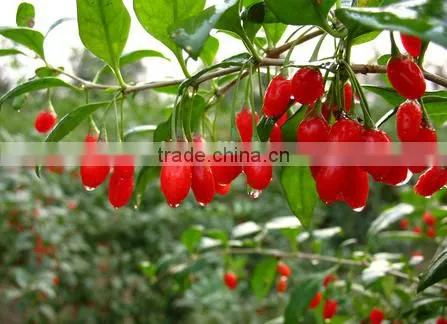 Supercritical CO2 Extraction Natural Wild Jujube Oil Factory Supply Private Label Sports Nutrition Supplements
