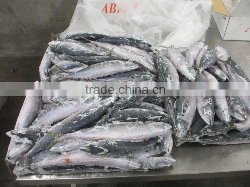 Frozen JAPAN Mackerel whole round