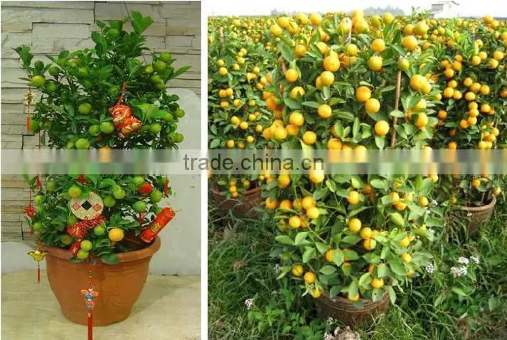 seedless orange tree seedling