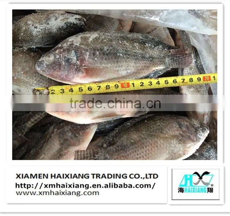 Frozen seafood-Bonito tuna in China
