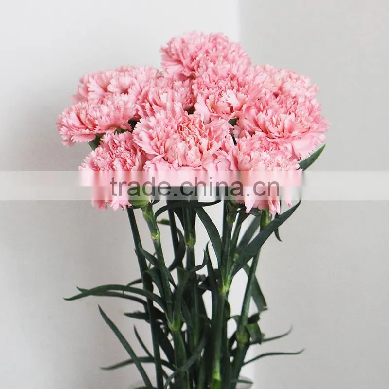 Wholesale fresh flowers pink carnation from China flower base