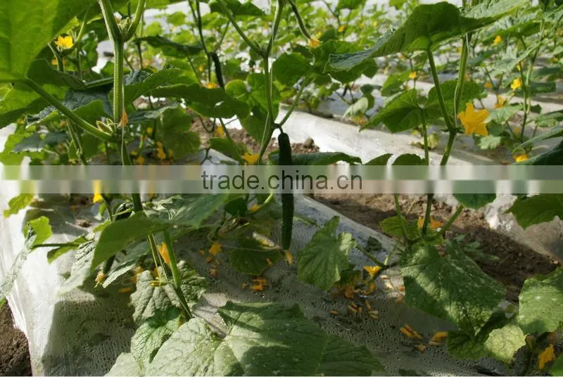 Anti UV Anti drip Anti aging PE Film Greenhouses for Vegetable