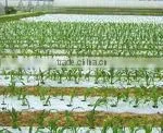 anti-aging agricure film