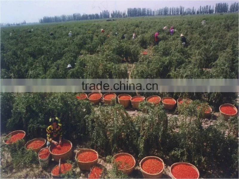 2015.2016Chinese Ningxia goji berry