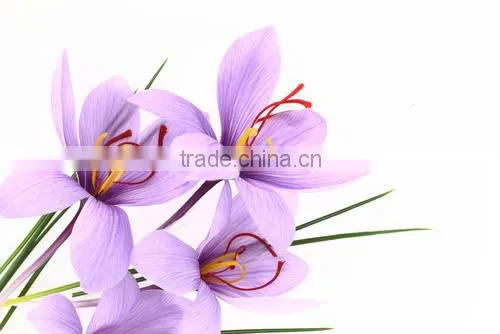 High Quality Pure Saffron Powder Herbal Ingredients