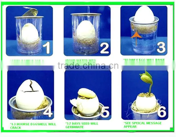 Toyota Crack self egg.Magic bean.Magic egg