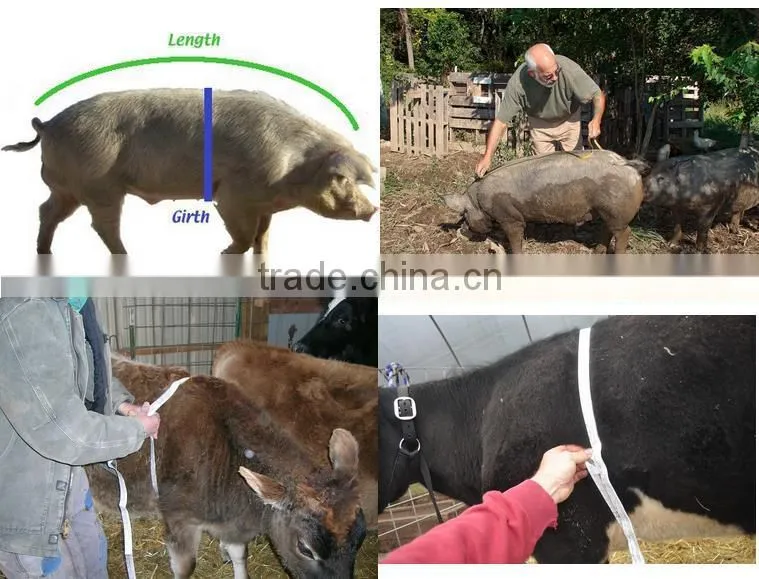 Professional Measuring Tool Green Color Customized Farm Cow Measuring Tape for Animal by OEM Service