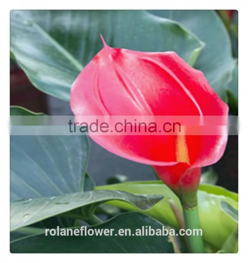 real natural fresh red wine color calla lily flowers in kunming
