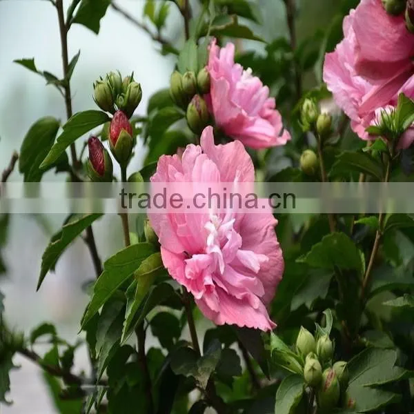 Mu jin zhong zi beautiful hot sale flower hibiscus seed