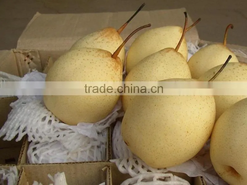 New crop ya pear of China fruit with best quality