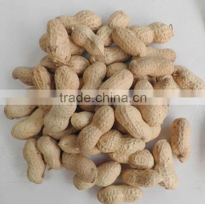 peanut kernels manufacturer in china, blanched and peanut in shell