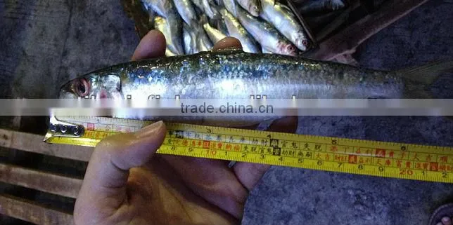 Low price frozen sardine fish
