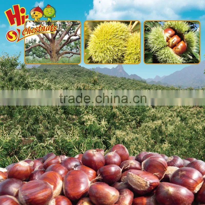 hot sale hebei new crop fresh chestnut nuts