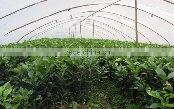 Pomelo, Shaddock tree seedlings