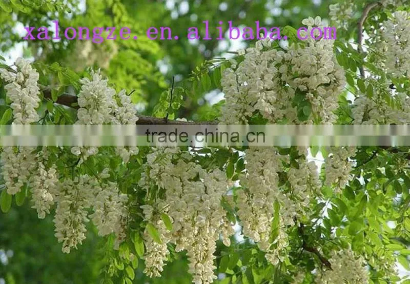 Plant Extract Sophora flower extract powder5:1 /Robinia pseudoacacia L.extract powder with Robinin 95%
