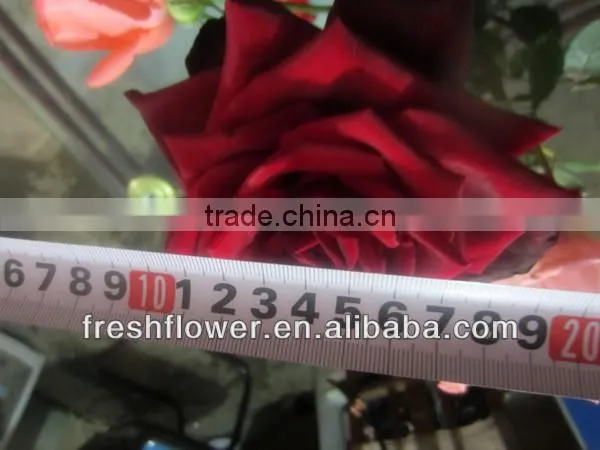 wholesale flowers of black roses flower