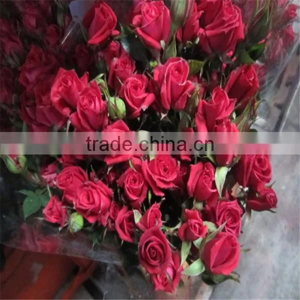 high grade spray rose export from China