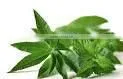 Natural Menthol