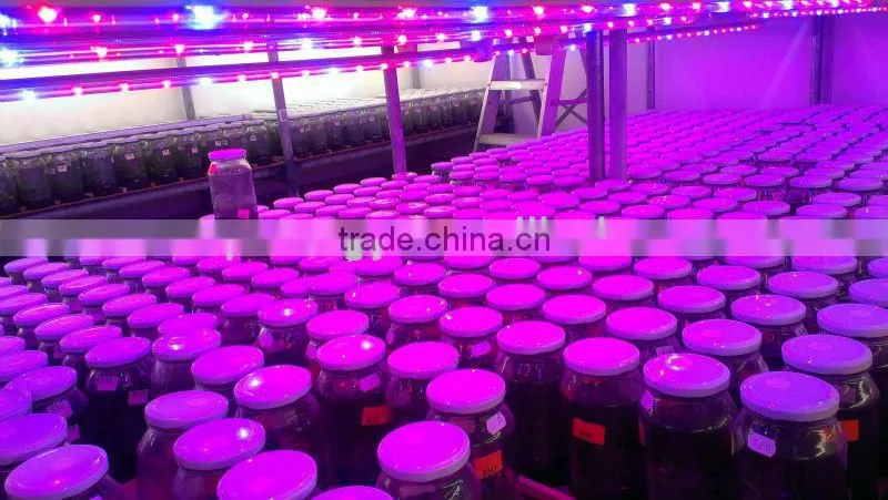 Sunlight led light/vertical farming led light/orchid seedlings grow light