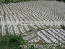 agriculture plastic film with UV