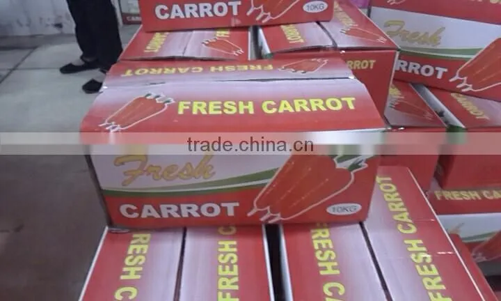 Fresh carrot 316#