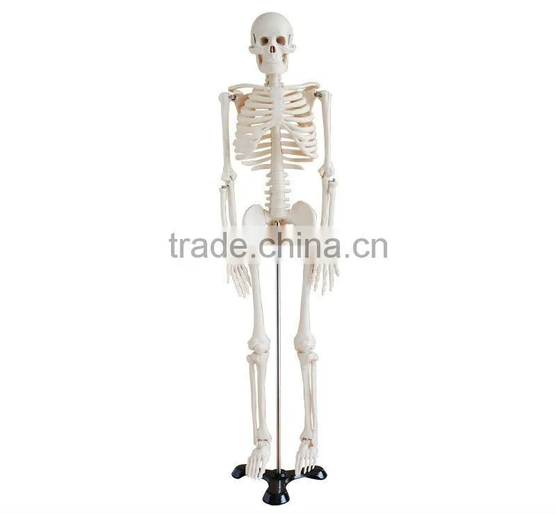 Human skeleton model 45cm