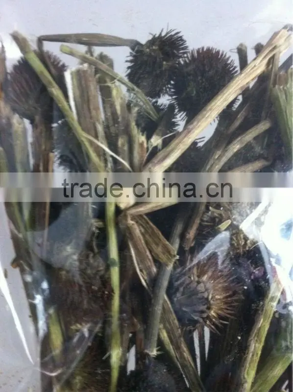 2016 Echinacea root