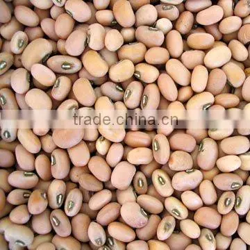 organic beans