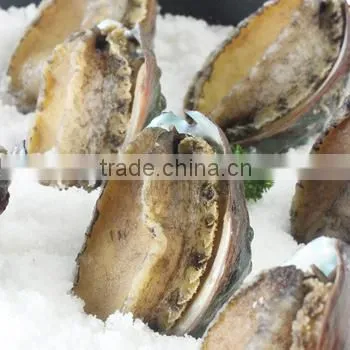 HL0088 illex squid tubes squid fish