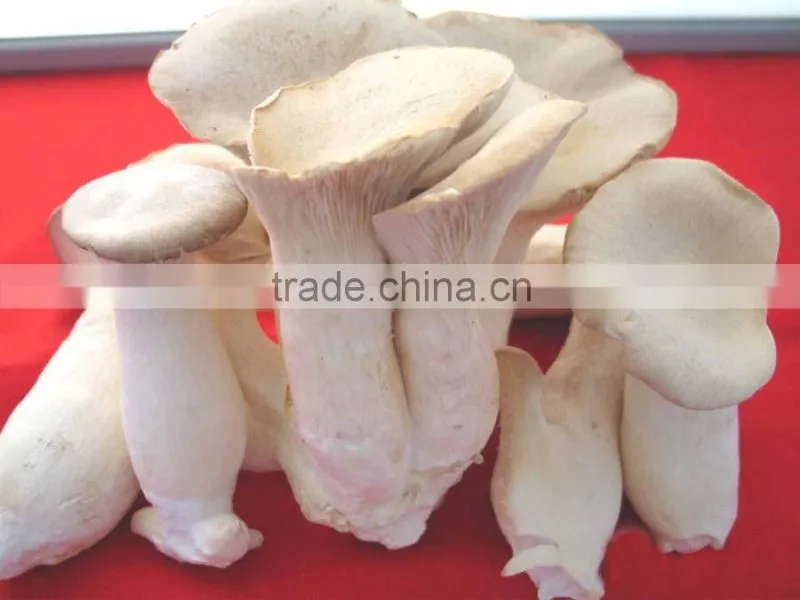 High Quality Fungusabalone Mushroom China