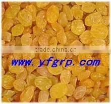premium quanlity golden raisin (xinjiang,china)