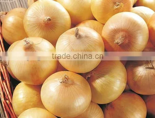 Fresh Yellow Onion in China