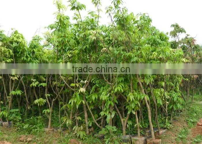 longan fruit trees