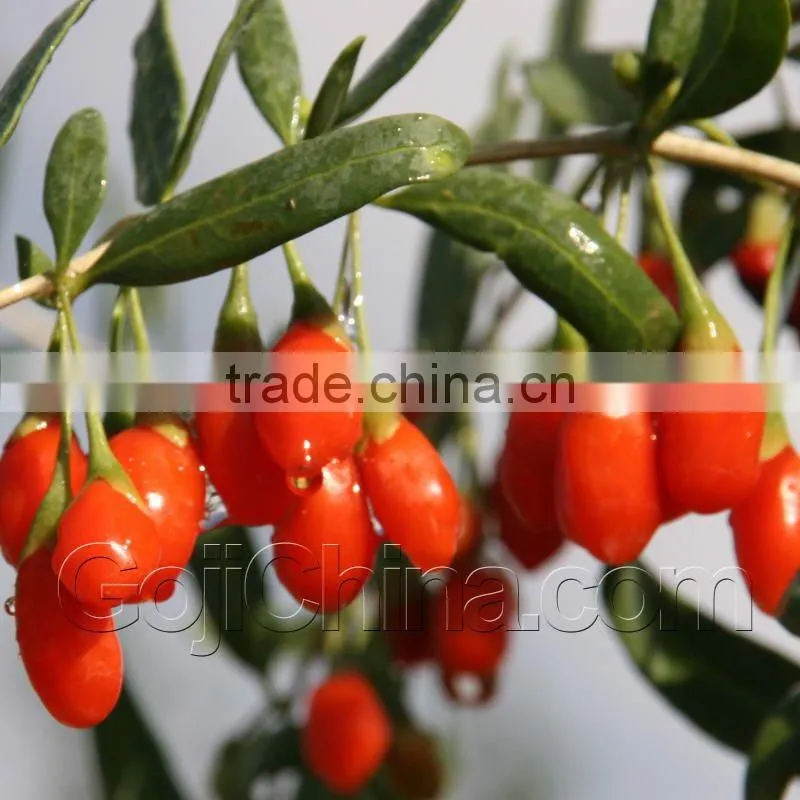 Goji Powder/ Wolfberry Powder