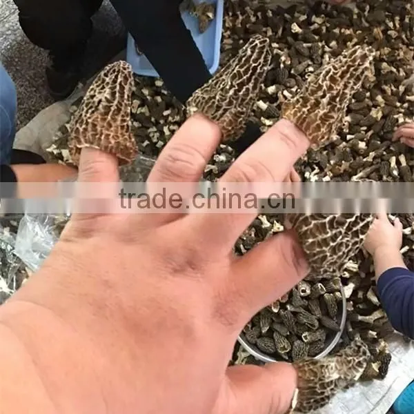 Price of Black Morel Mushroom, Dry Cultivating Morel Mushrooms from Morel Mushroom Farm