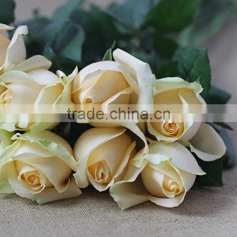 Hot sale fresh cut natural rose flowers from plants base