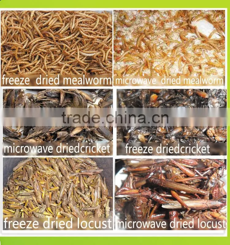 Organic Bird Food dried crickets // dried mealworms // grasshopper