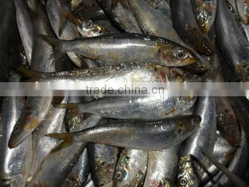 New coming frozen all types of sardine fishes 200-220 pcs