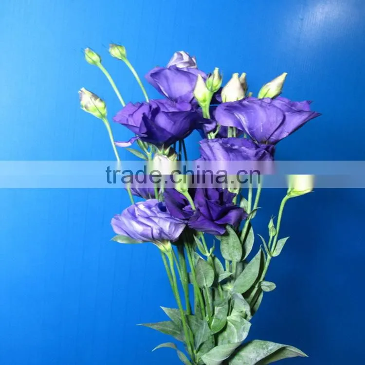 Elegant in smell hotsell fresh eustoma