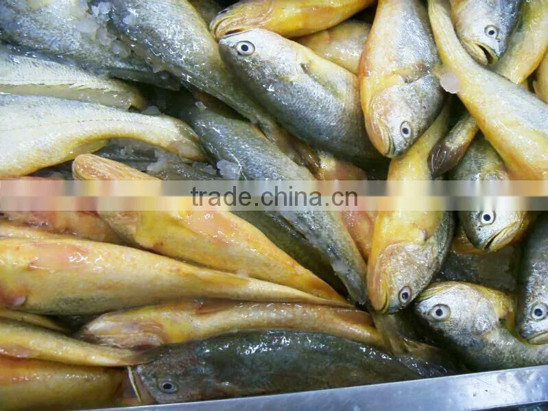 Frozen Yellow Croaker Export to USA