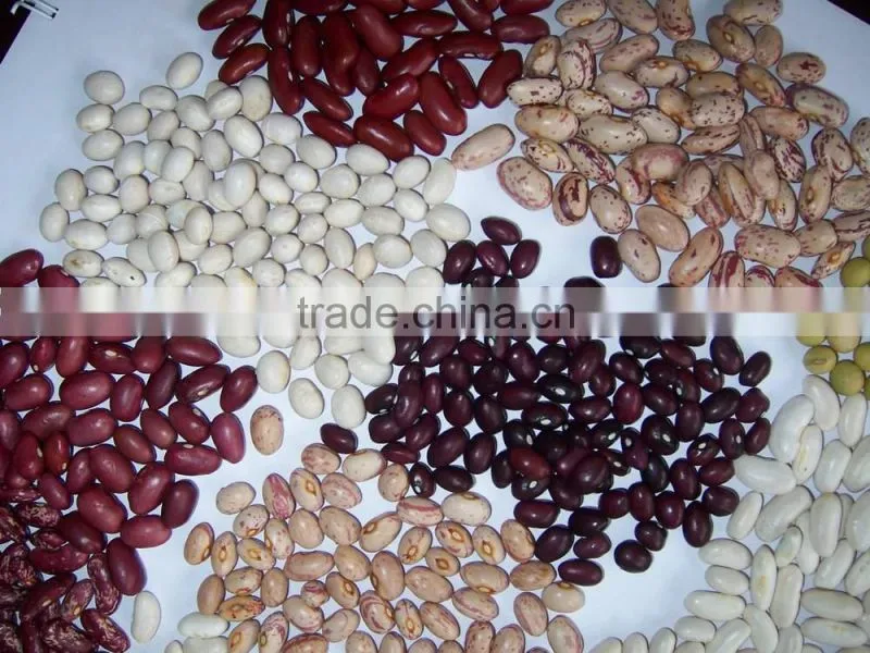 2015 white kidney beans for sale with cheaper price from china