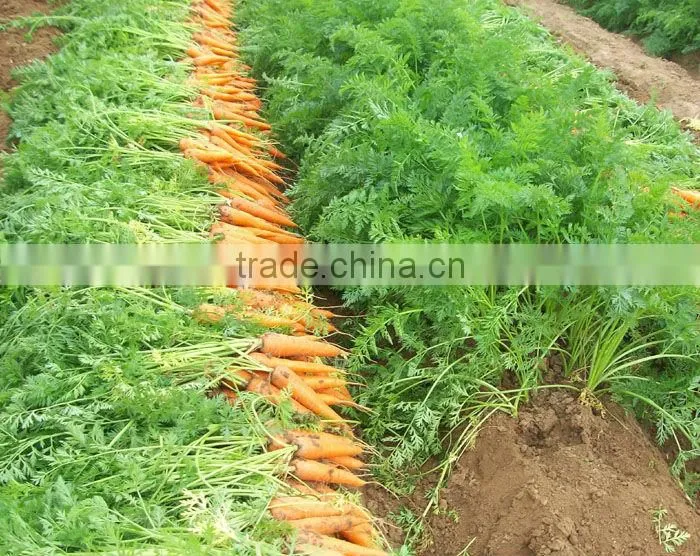 Chinese fresh carrot