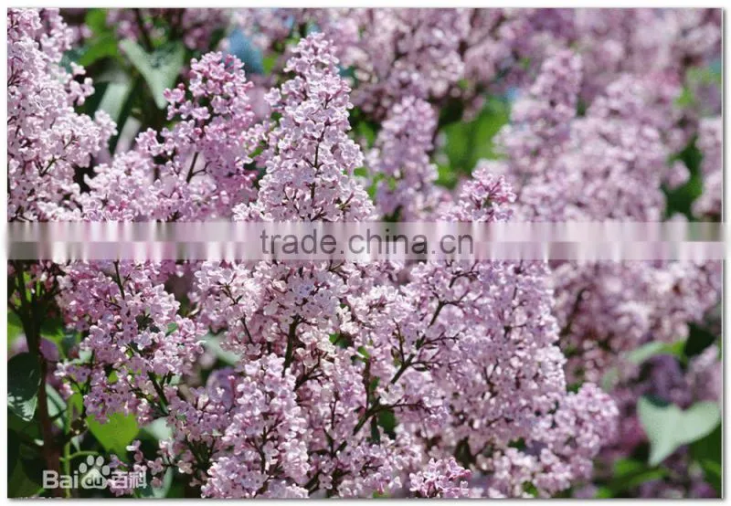 High Quality Lilac Syringa oblata Winter Daphne seeds
